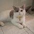 british shorthair çok uslu ve sakin bir kedi fotoğraf