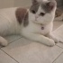 british shorthair çok uslu ve sakin bir kedi fotoğraf