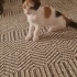 Sevgi Pıtırcığı Acil Ömürlük Yuvasını Arıyor!!! fotoğraf