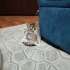 Tortik desenli yavrumuza ömürlük yuva arıyoruz 🐾🐾🐾 fotoğraf