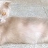 Sokağa terk edilmiş sevimli insan canlısı, sevgiye muhtaç bir cins kedi