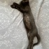 ODİN VE DOBİ KARDEŞLERE YUVA ARIYORUZ fotoğraf
