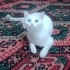 Van Kedisi .Beyaz prenses fotoğraf
