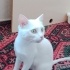 Van Kedisi .Beyaz prenses fotoğraf