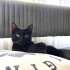 1 Yaşında Siyah Kısır Erkek Kedi Sahiplendiriyoruz fotoğraf