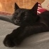 1 Yaşında Siyah Kısır Erkek Kedi Sahiplendiriyoruz fotoğraf