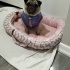 Pug sahiplendirme