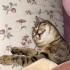 MİNYON TİPLİ KOMİK KIZIM İÇİN ACİL YUVA fotoğraf