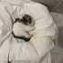 Calico size sans getirecek fotoğraf
