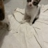 Calico size sans getirecek fotoğraf