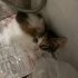 Calico size sans getirecek fotoğraf