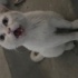 Apartmana atılmış bir kedi fotoğraf