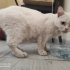 Apartmana atılmış bir kedi fotoğraf