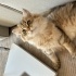 Anne oğul birlikte iki kedi fotoğraf