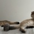 Anne oğul birlikte iki kedi fotoğraf