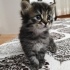 2 tane yavru kedi fotoğraf