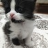 2 tane yavru kedi fotoğraf