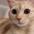 British shorthair cream tabby - özel renk fotoğraf