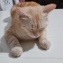 British shorthair cream tabby - özel renk fotoğraf