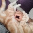 British shorthair cream tabby - özel renk fotoğraf