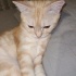 British shorthair cream tabby - özel renk fotoğraf