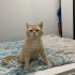 Susam oğlumuz yuva arıyor fotoğraf