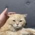 Susam oğlumuz yuva arıyor fotoğraf