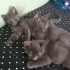 3 tane çok uysal oyuncu gri Korat cins yavru