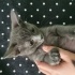 3 tane çok uysal oyuncu gri Korat cins yavru fotoğraf