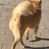 Ücretsiz sahiplenme chow chow fotoğraf