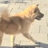 Ücretsiz sahiplenme chow chow fotoğraf