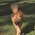 Ücretsiz sahiplenme chow chow fotoğraf