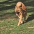 Ücretsiz sahiplenme chow chow fotoğraf