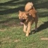 Ücretsiz sahiplenme chow chow fotoğraf