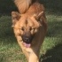 Ücretsiz sahiplenme chow chow fotoğraf