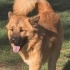 Ücretsiz sahiplenme chow chow fotoğraf