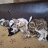 11 Nisan doğdular. Sevimli ve oyuncular