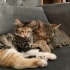 YAVRU KEDİLER ACİL YUVA ARIYOR fotoğraf
