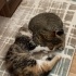 YAVRU KEDİLER ACİL YUVA ARIYOR fotoğraf