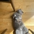 Scottish fold dişi yuva aranıyor fotoğraf