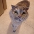 Scottish fold dişi yuva aranıyor fotoğraf