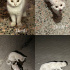 3 adet bembeyaz Scottish Fold yuva arıyor fotoğraf