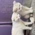 3 adet bembeyaz Scottish Fold yuva arıyor fotoğraf