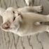 3 adet bembeyaz Scottish Fold yuva arıyor fotoğraf