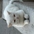 3 adet bembeyaz Scottish Fold yuva arıyor fotoğraf