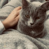 Çok temiz iyi huylu bir kedi