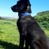 Ücretsiz, Av köpeyi ve macera fotoğraf