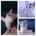 Bu Çocukları Alsanıza Size Can Olurlar 🐱🐱🐱