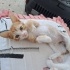Meraklı ve oyuncu fotoğraf