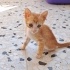 Meraklı ve oyuncu fotoğraf